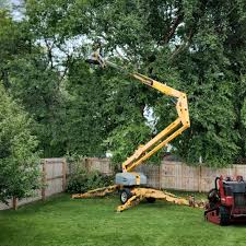 How Our Tree Care Process Works  in Justin, TX